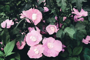 Без названия