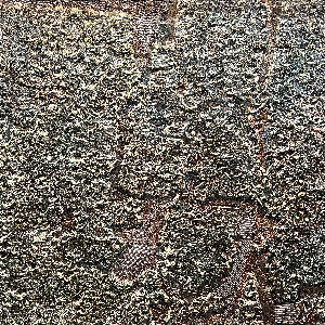 Neurological Universe 5