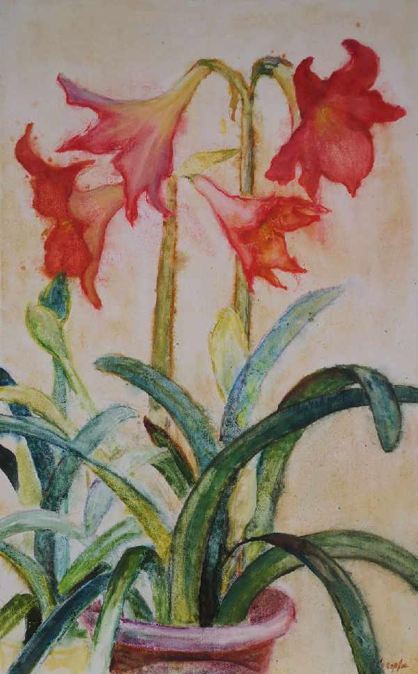 Зимные цветы с подоконника