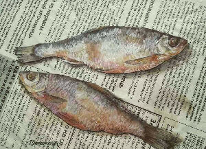 Рибки на газеті