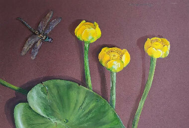Water lilies and dragonfly