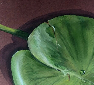 Water lilies and dragonfly