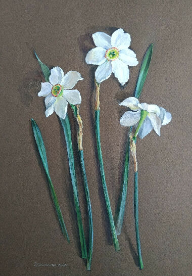Daffodils