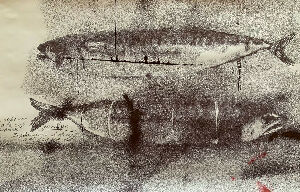 Без названия