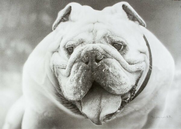 Bulldog 