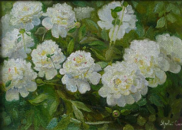 Белые пионы