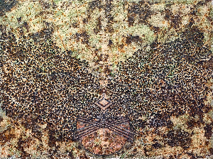 Conditional equilibrium