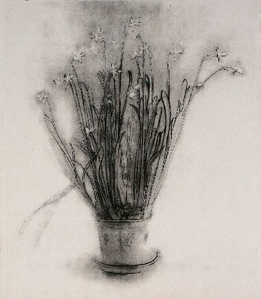 Цветы. Нарциссы