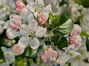 Цвет яблони