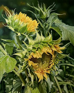 Подсолнухи